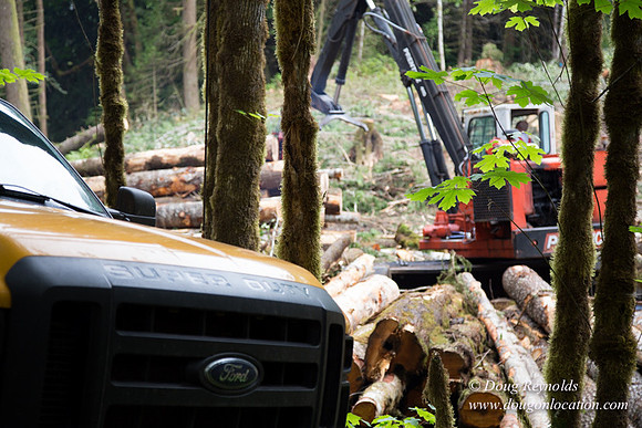 logging