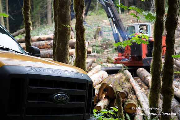 logging