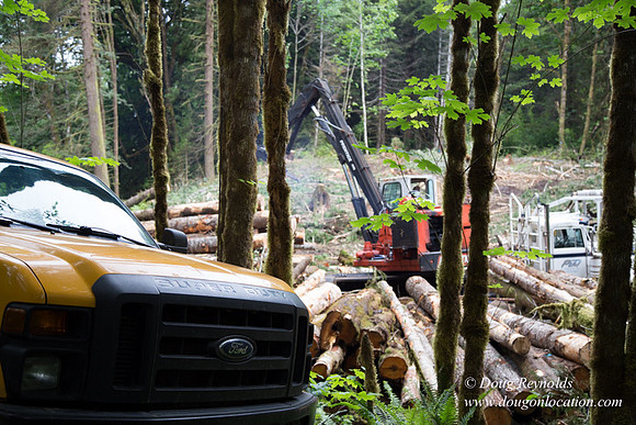 logging