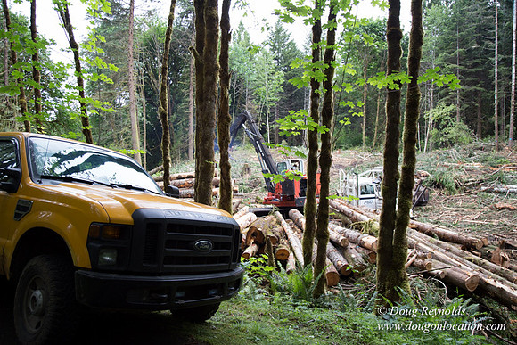 logging