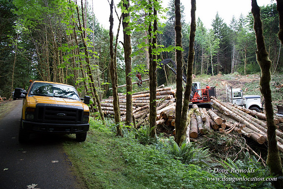 logging