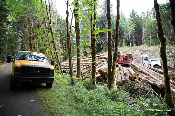 logging