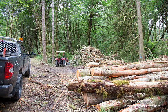 logging