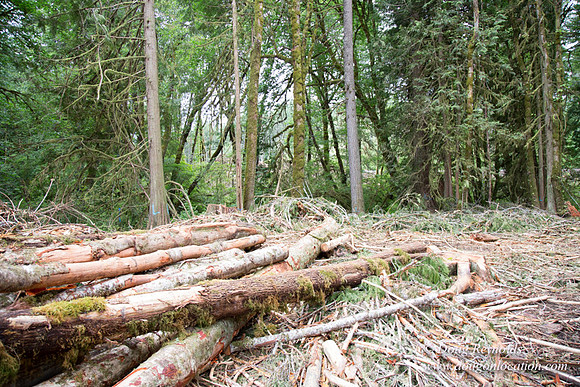 logging