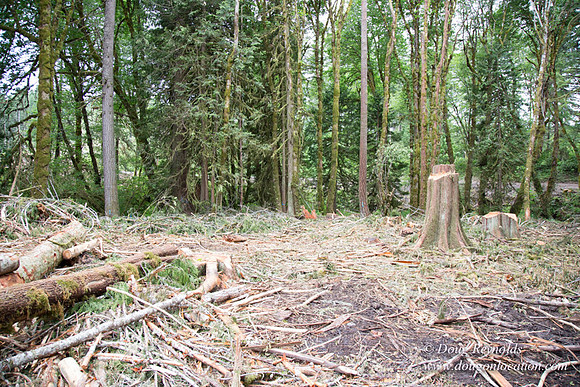 logging