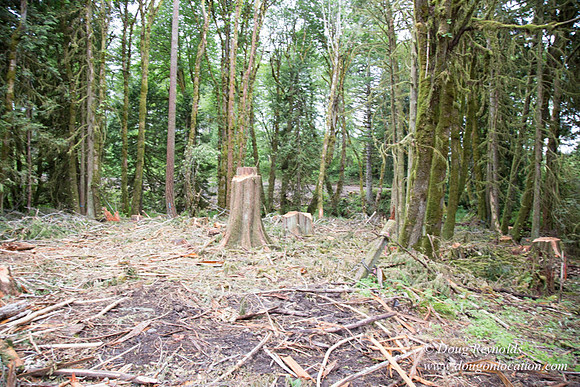 logging