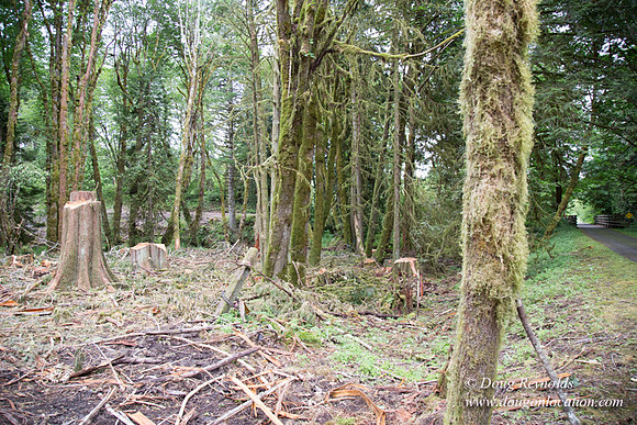 logging