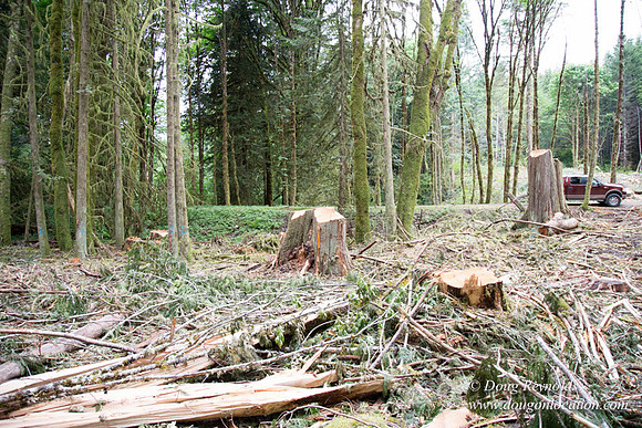 logging