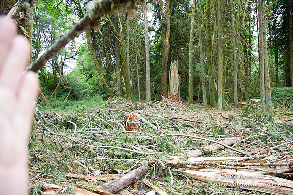 logging