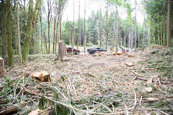 logging