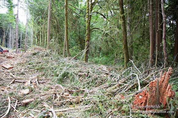 logging