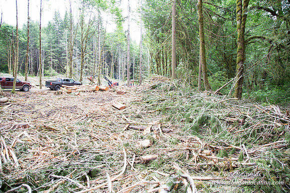 logging
