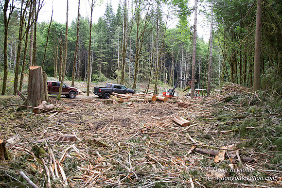logging