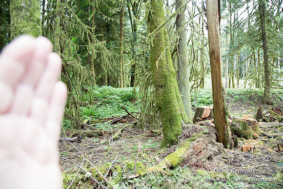 logging
