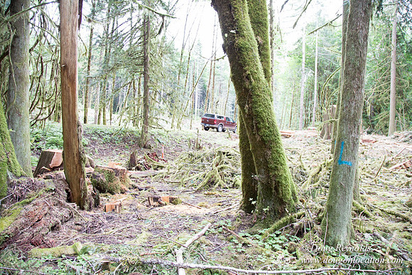 logging