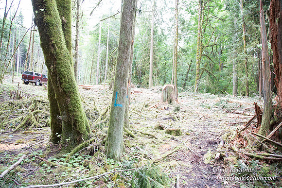 logging