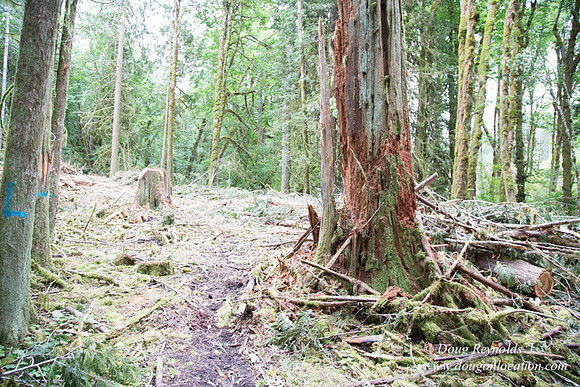 logging