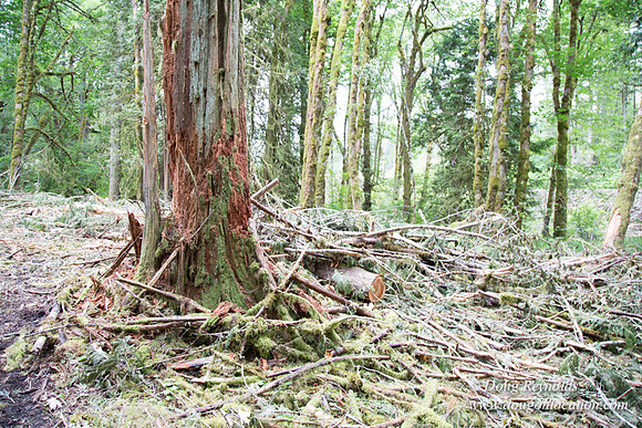 logging