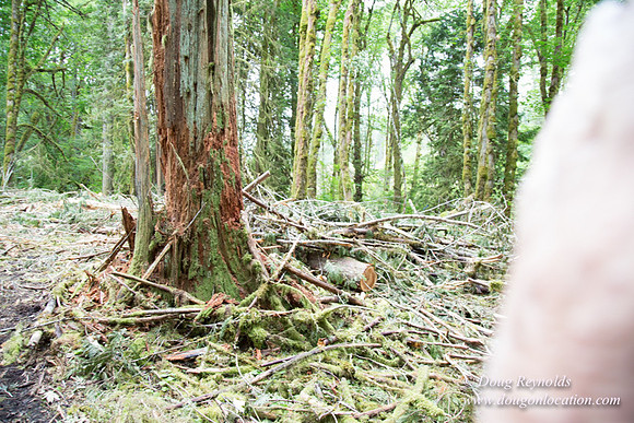 logging