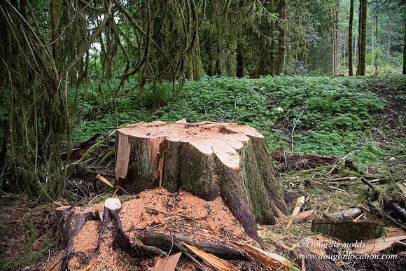 logging