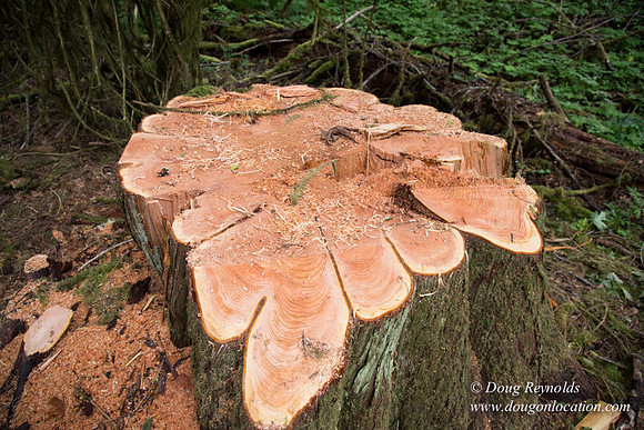 logging