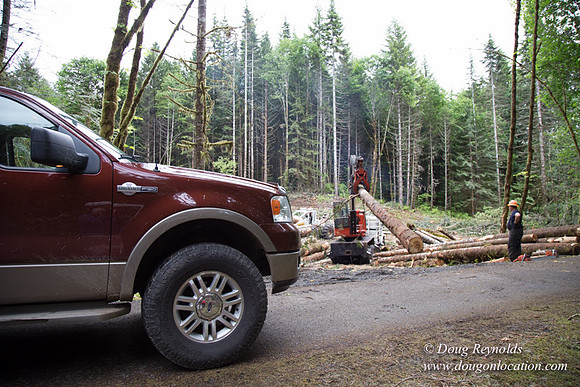 logging