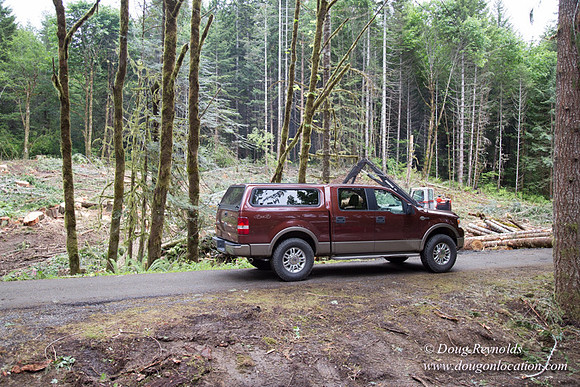 logging