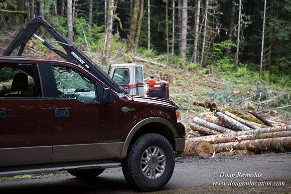 logging