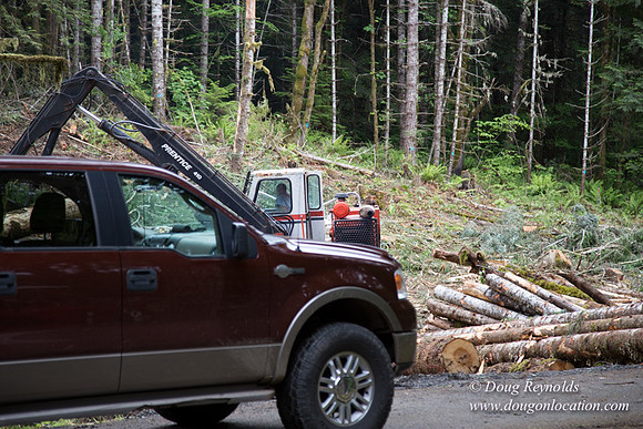 logging