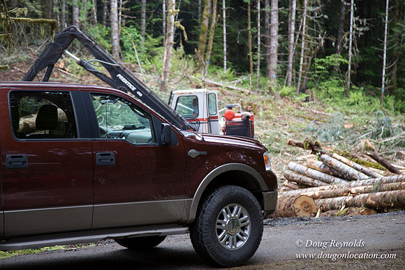 logging