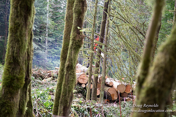logging