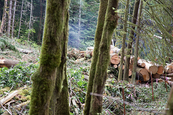 logging