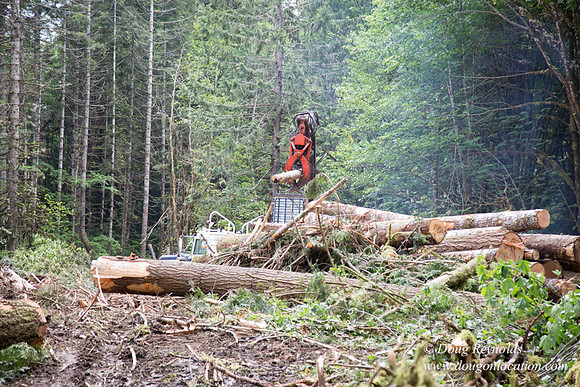 logging