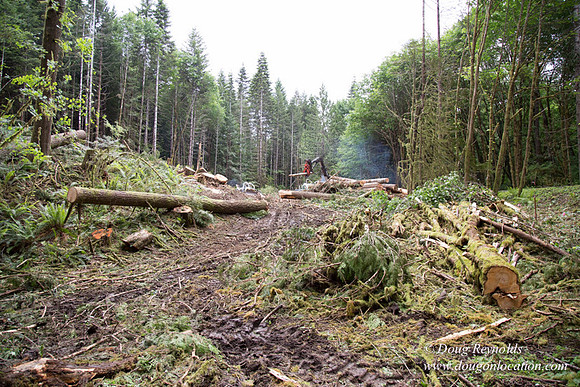 logging