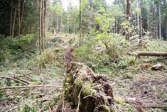 logging