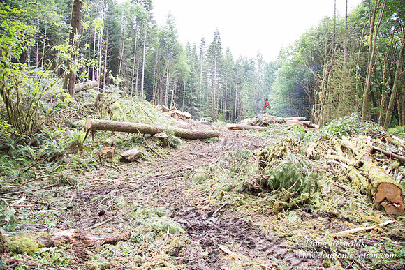 logging
