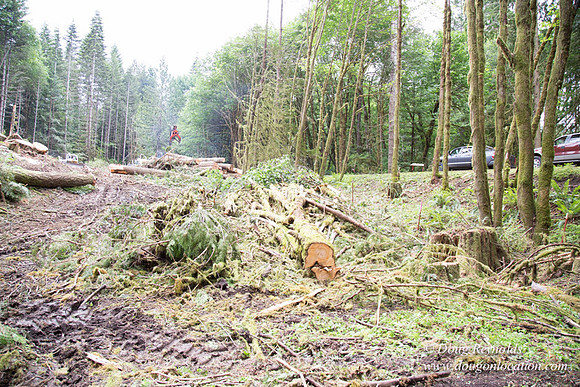 logging
