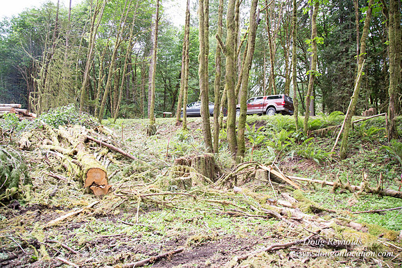 logging