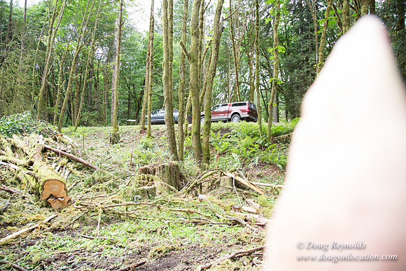 logging