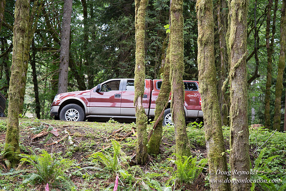 logging