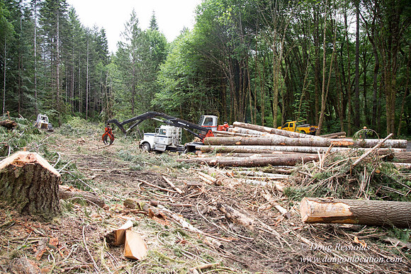logging