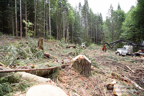 logging