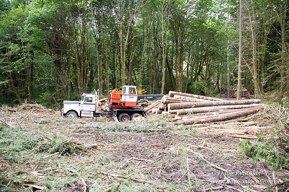 logging