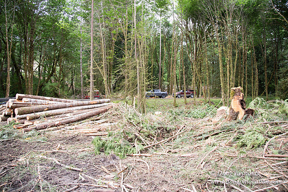 logging