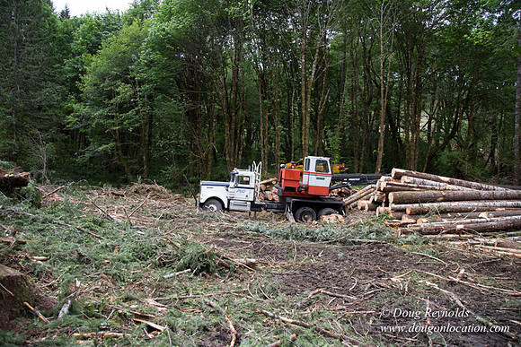 logging