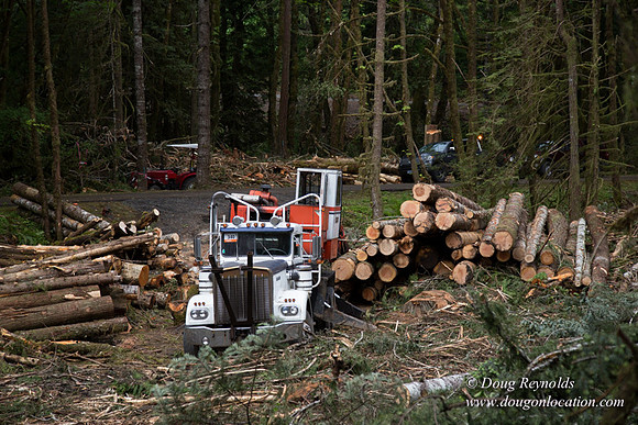 logging