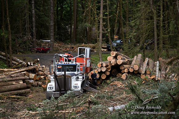 logging