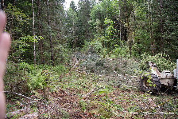 logging