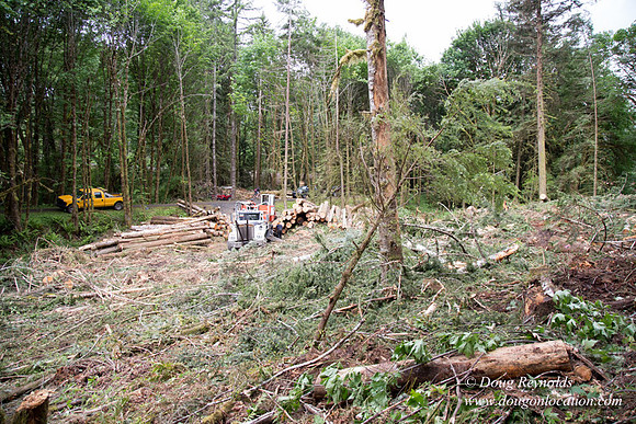 logging