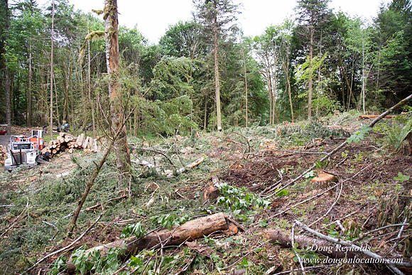 logging